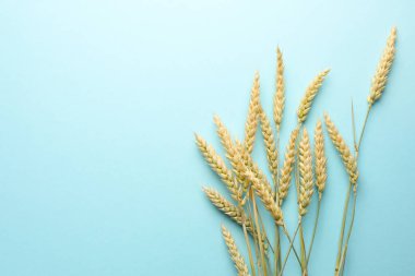 Açık turkuaz arka planda bir sürü buğday çivisi, düz bir zemin. Metin için boşluk