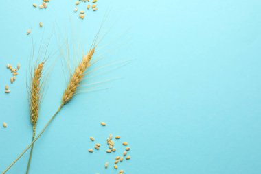 Turkuaz arka planda buğday çivileri ve tohumlar, düz zemin. Metin için boşluk