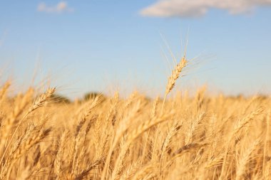 Mavi gökyüzünün altında büyüyen altın buğday kulakları, yakın çekim