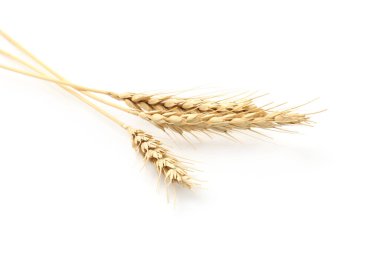 Beyaz arka planda kurumuş buğday başakları