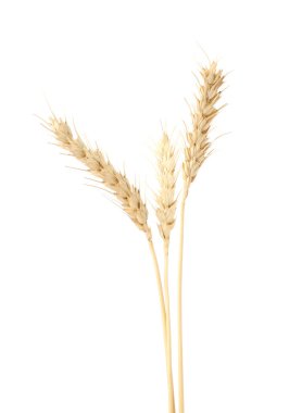 Beyaz arka planda kurumuş buğday başakları