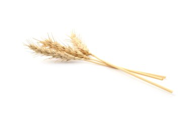 Beyaz arka planda kurumuş buğday başakları