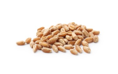 Beyaz üzerine izole edilmiş olgun buğday taneleri yığını