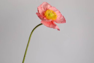 Gri arka planda güzel bir gelincik çiçeği, yakın plan.