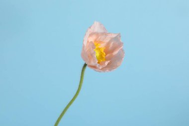 Açık mavi arkaplanda güzel bir gelincik çiçeği, yakın plan.