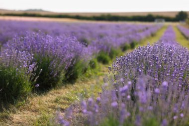Güzel açan lavanta çiçekleri tarlada büyüyor, yakın plan