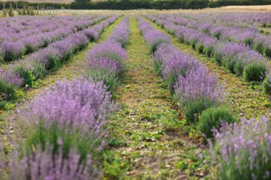 Güzel açan lavanta çiçekleri tarlada büyüyor, yakın plan