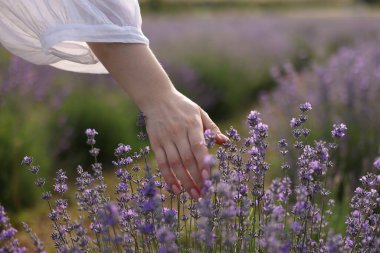 Dışarıda güzel açan lavanta çiçeklerine dokunan kadın, yakın plan.