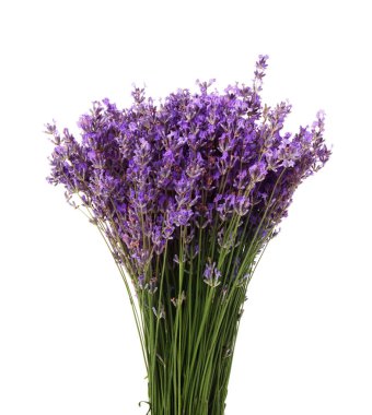 Beyaz bir demet güzel lavanta çiçeği