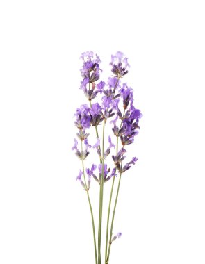 Güzel kokulu lavanta çiçekleri beyazda izole edilmiş.