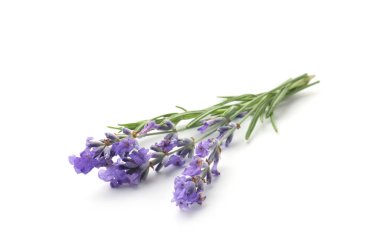 Güzel kokulu lavanta çiçekleri beyazda izole edilmiş.