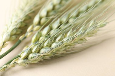 Bej arka planda birçok yeşil buğday sivri uçlu, yakın plan