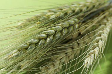 Yeşil arka planda güzel buğday başakları, yakın plan.