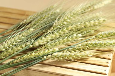 Tahta sandıktaki yeşil buğday çivileri bej arka planda, yakın plan.