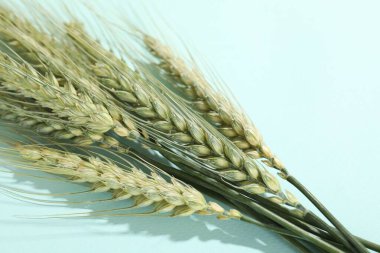 Açık mavi arkaplanda yeşil buğday dalları, yakın plan