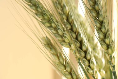 Bulanık bej arka planda yeşil buğday çıkıntıları, makro görünüm