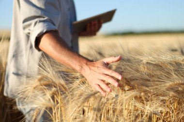 Arazide olgunlaşmış buğday dikenlerine dokunan adam, yakın plan.