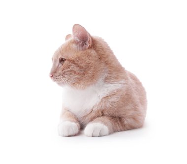 Beyaz arka planda sevimli kızıl kedi. Sevimli hayvan.