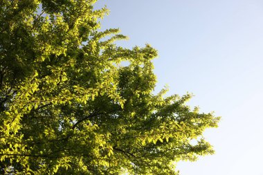 Yeşil yapraklı güzel ağaç açık mavi gökyüzü, alçak açı