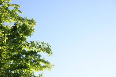 Açık mavi gökyüzüne karşı yeşil yaprakları olan güzel bir ağaç. Düşük açılı. Metin için boşluk