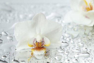 Güzel orkide çiçekleri ve su damlaları ayna yüzeyine, yakın çekim