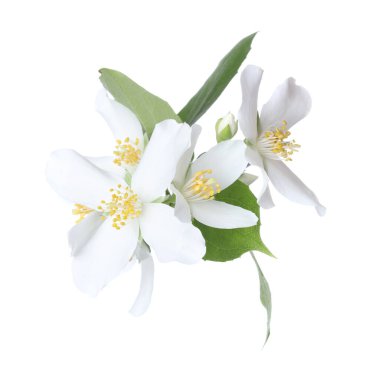 Beyaz yapraklı güzel yasemin çiçekleri