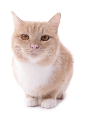 Beyaz arka planda sevimli kızıl kedi. Sevimli hayvan.