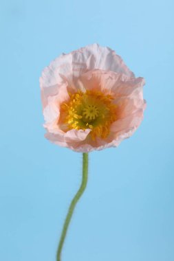 Açık mavi arkaplanda güzel bir gelincik çiçeği, yakın plan.