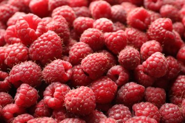 Many fresh ripe raspberries as background, closeup