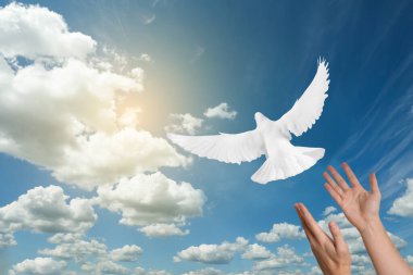 Güvercin insanın elinden uçuyor güneşle gökyüzüne karşı