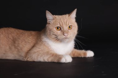 Siyah arka planda sevimli kızıl kedi. Sevimli hayvan.