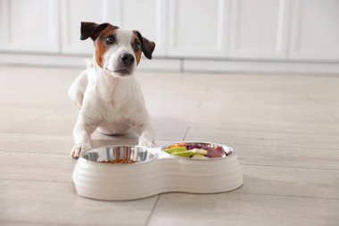 Şirin köpek ve taze doğal ürünlerle dolu kaseler ve evdeki kuru hayvan mamaları.