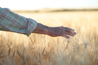 Kıdemli adam açık havada, yakın planda olgun buğday dallarına dokunuyor.