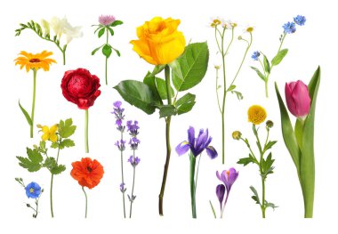 Farklı güzel çiçekler bembeyaz, sette.