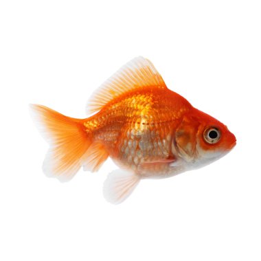 Küçük, güzel bir akvaryum balığı beyazda izole edilmiş.