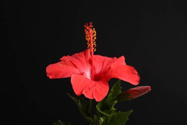 Siyah arkaplanda güzel kırmızı amber çiçeği, yakın plan.