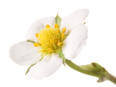 Güzel bir çilek çiçeği beyazda izole edilmiş.