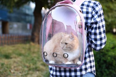 Sırt çantasında kedisi olan bir kadın parkta, yakın plan.