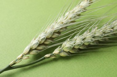 Arkaplanda yeşil buğday başakları, yakın plan