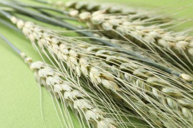 Arkaplanda yeşil buğday başakları, yakın plan