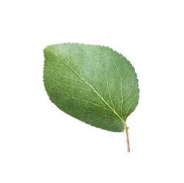 Bir yeşil kayısı yaprağı beyaza izole edilmiş