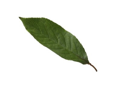 Beyaza izole edilmiş bir portakal yaprağı. Citrus bitkisi