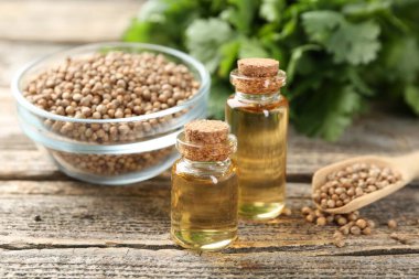 Kişniş yağı şişeler, tohumlar ve kişniş yaprakları ahşap masa, yakın çekim