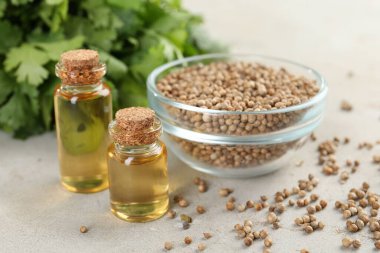 Kişniş yağı şişelerde, tohumlarda ve kişniş yapraklarında ışık masasında, yakın çekim