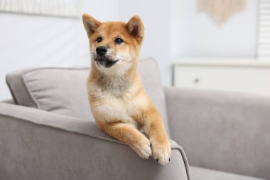 Şirin Shiba Inu köpeği kanepede poz veriyor.