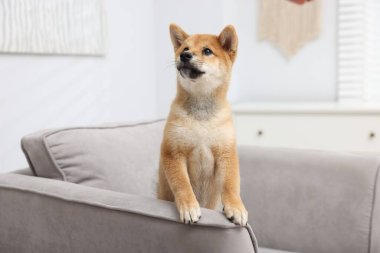 Şirin Shiba Inu köpeği kanepede poz veriyor.