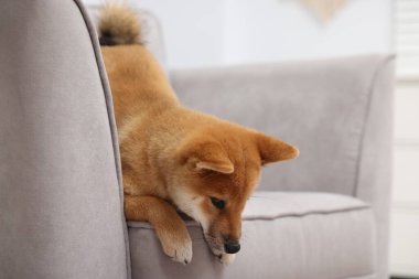 Şirin Shiba Inu köpeği kanepede yatıyor.