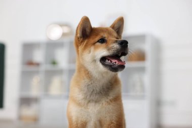 Bulanık arkaplanda Şirin Shiba Inu köpeğinin portresi