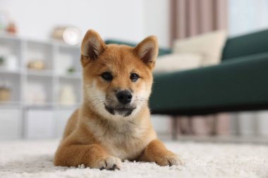 Şirin Shiba Inu köpeği yerde yatıyor.