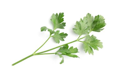 Beyaz maydanozlu taze maydanoz.